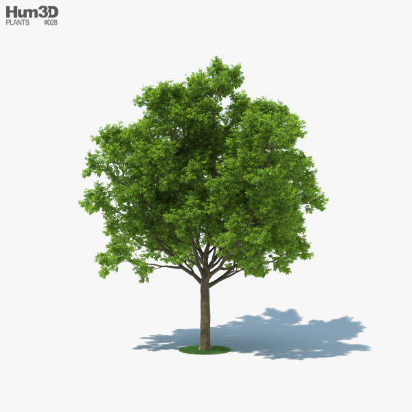 Red Oak Tree 3D model